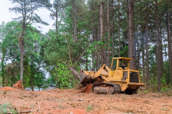 Trees Clearing in Decatur