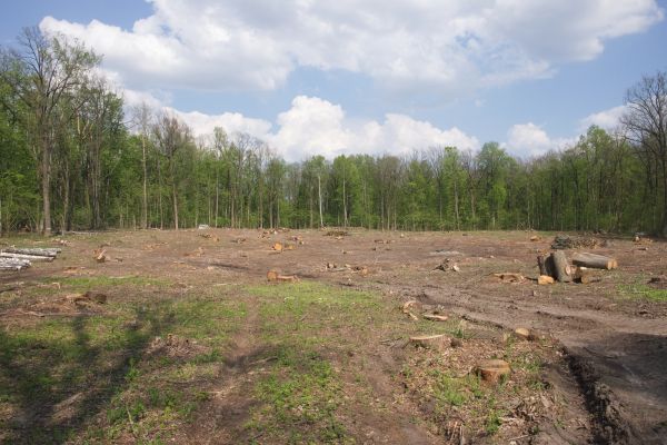 Pasture Clearing in Decatur