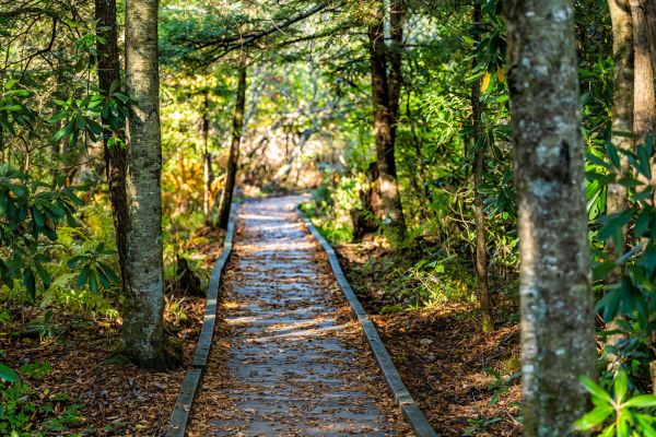 Trail Clearing in Decatur